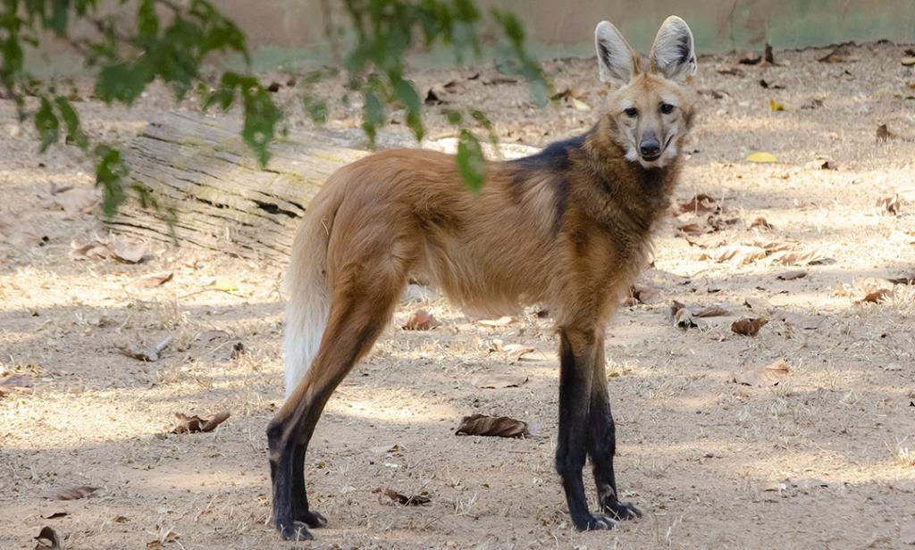 Dia Nacional do Lobo-Guará | Prefeitura de Belo Horizonte